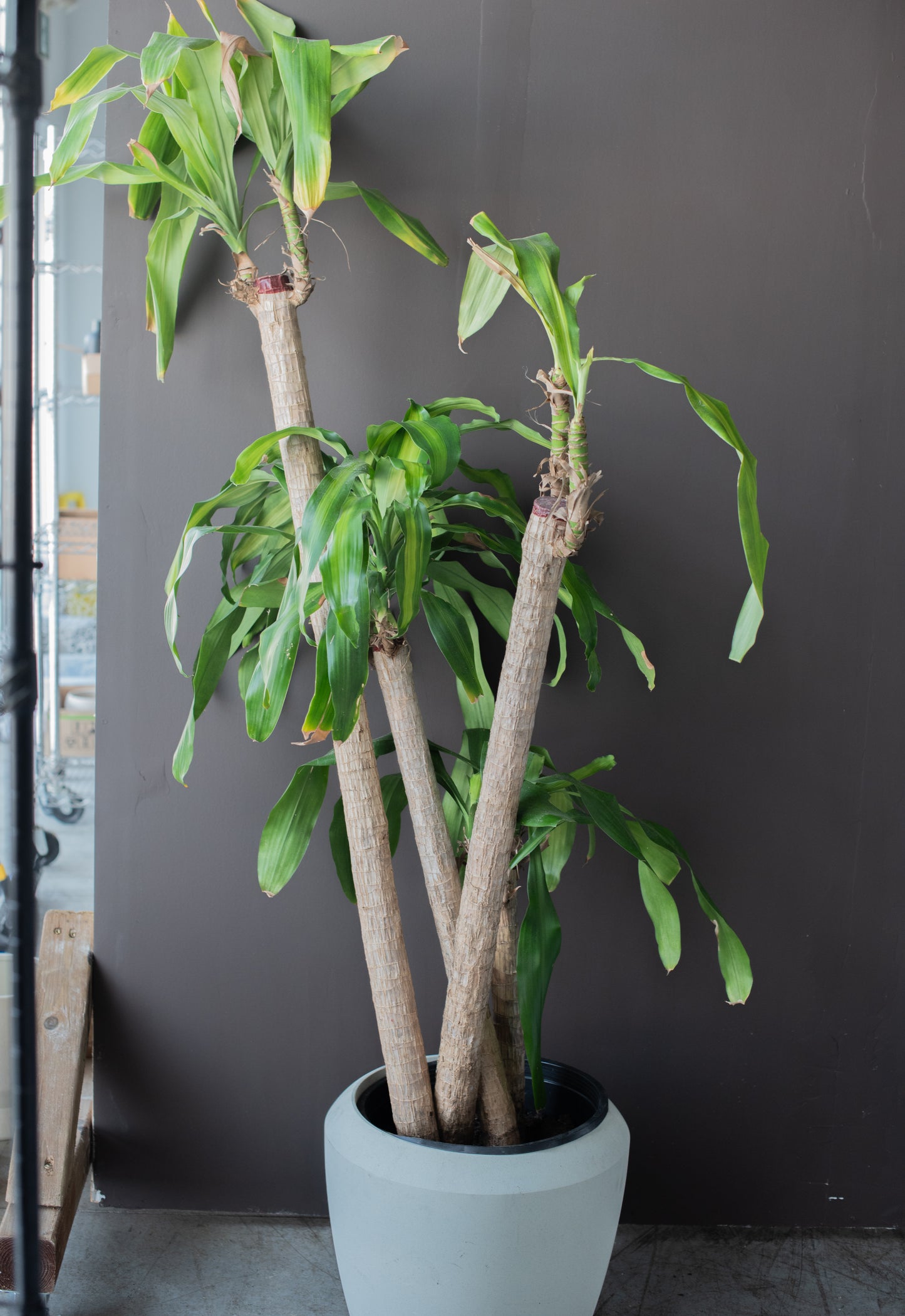 Corn Plant (Dracaena), 13" - Pickup Only