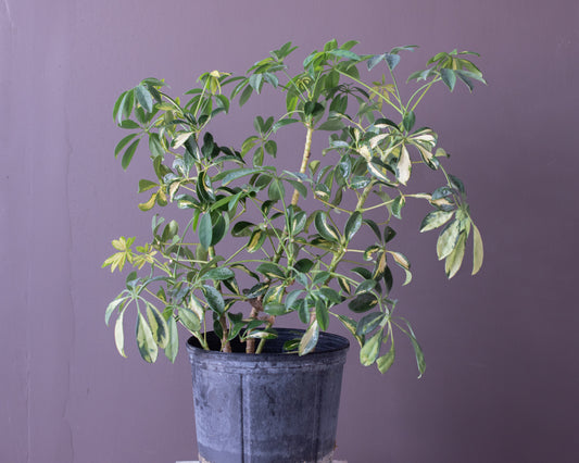 Potted Variegated Umbrella Tree, 9"