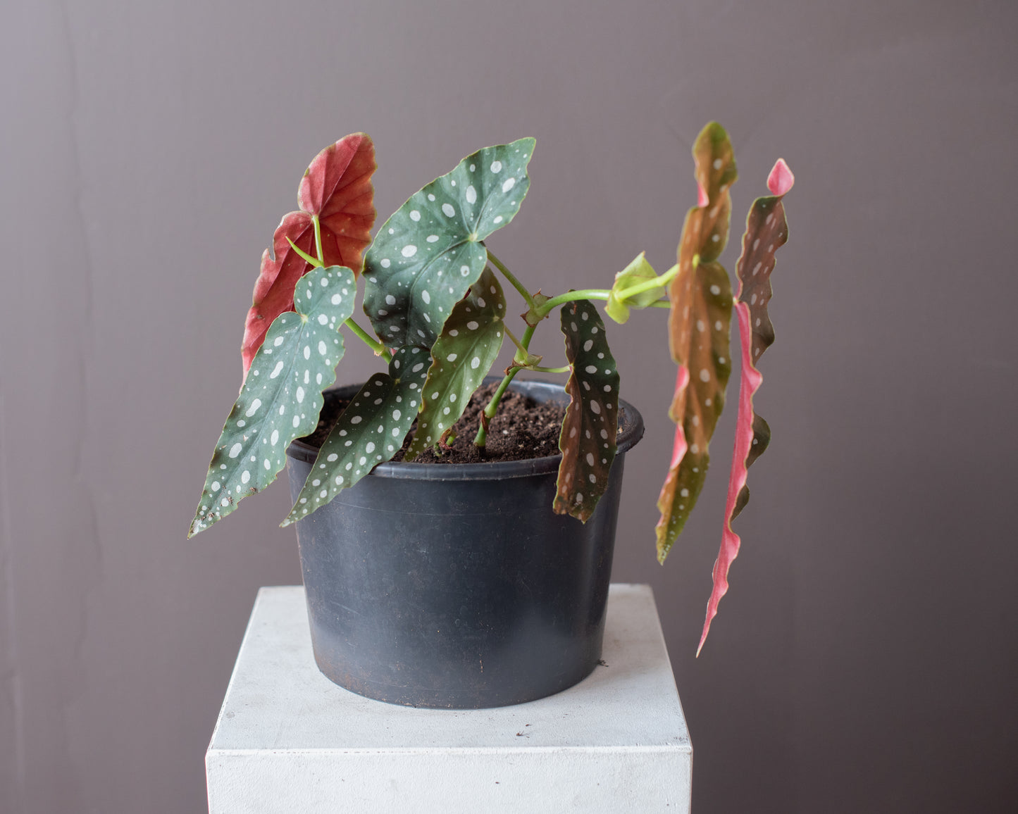 Potted Polka Dot Begonia (Begonia maculata), 9" or 5.5"