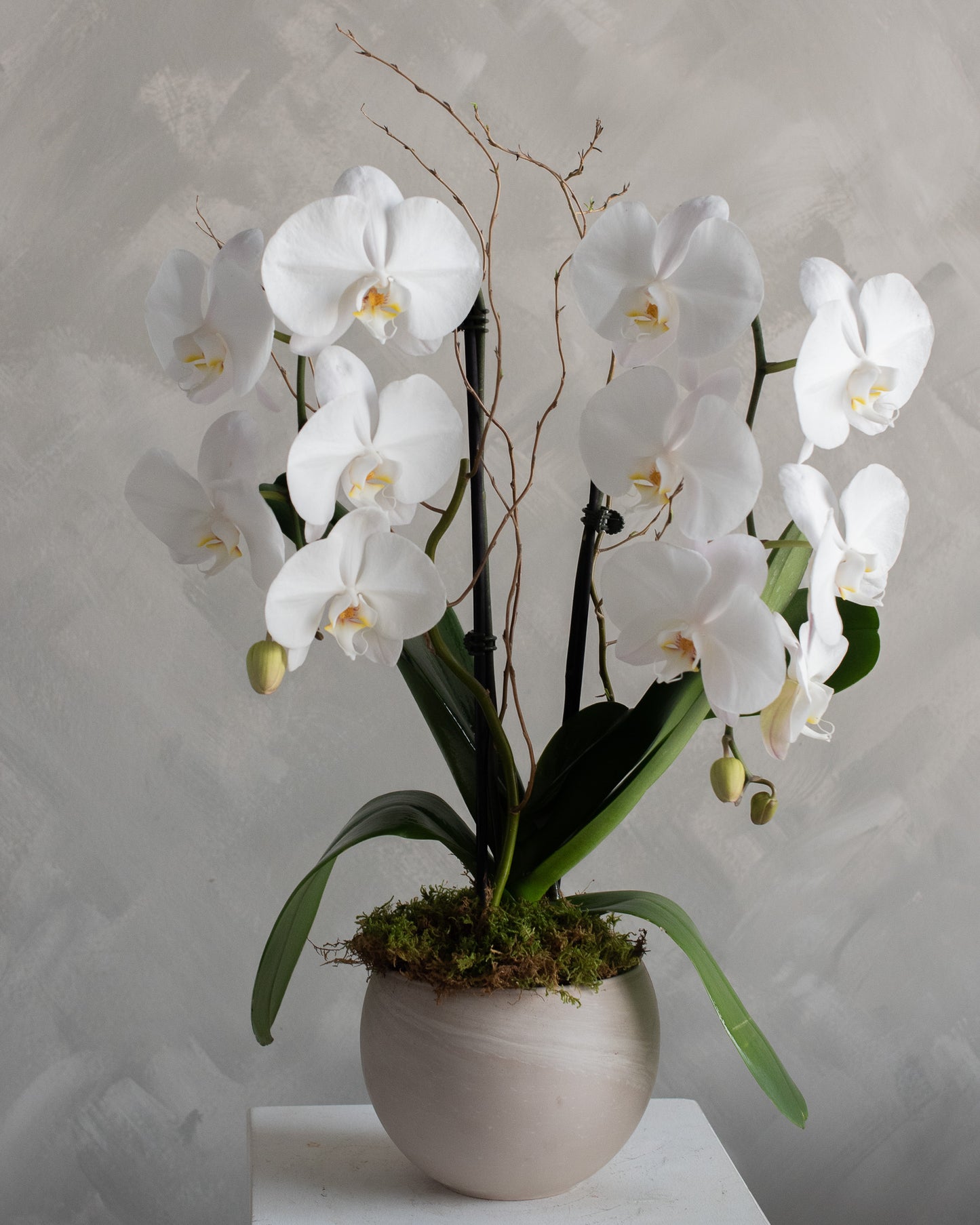 MF Potted Orchid