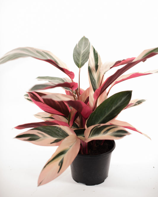 STROMANTHE TRIOSTAR 6" Grower's Pot