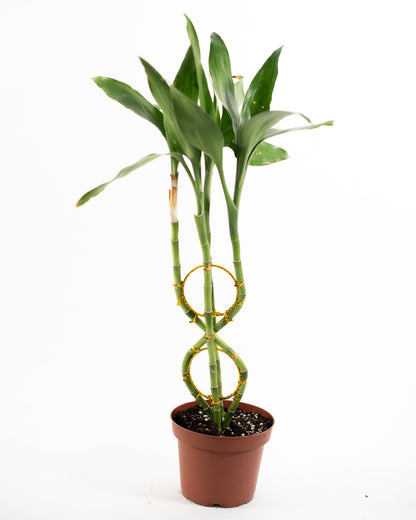 LUCKY BAMBOO FIGURE 8 5" Grower's Pot