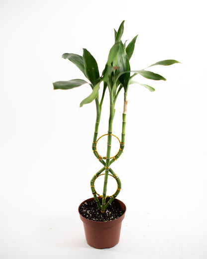 LUCKY BAMBOO FIGURE 8 5" Grower's Pot