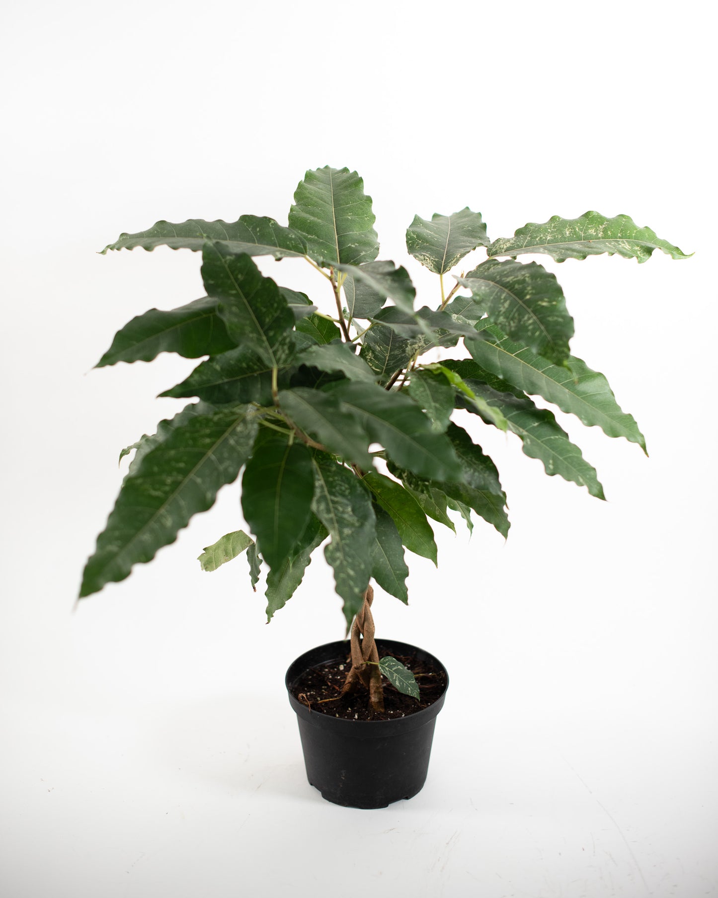 FICUS ASPERA VARIEGATED BRAID 6" Grower's Pot