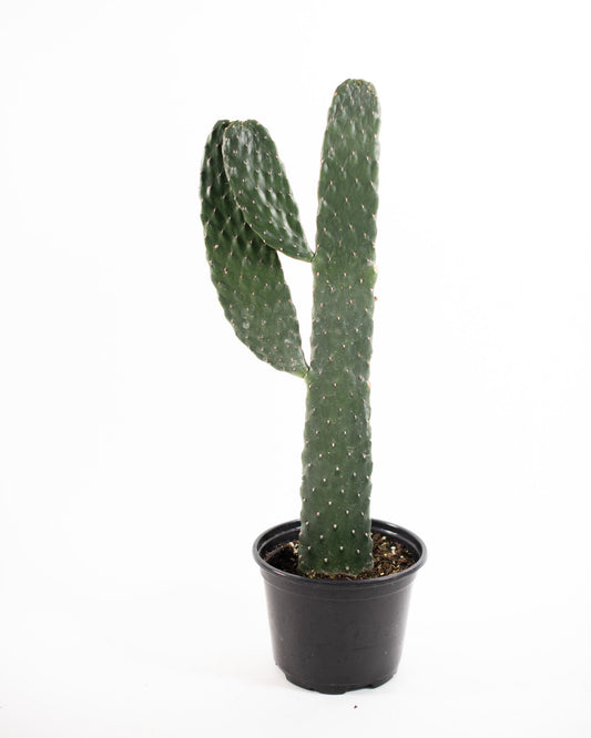 CARTOON CACTUS 6" Grower's Pot