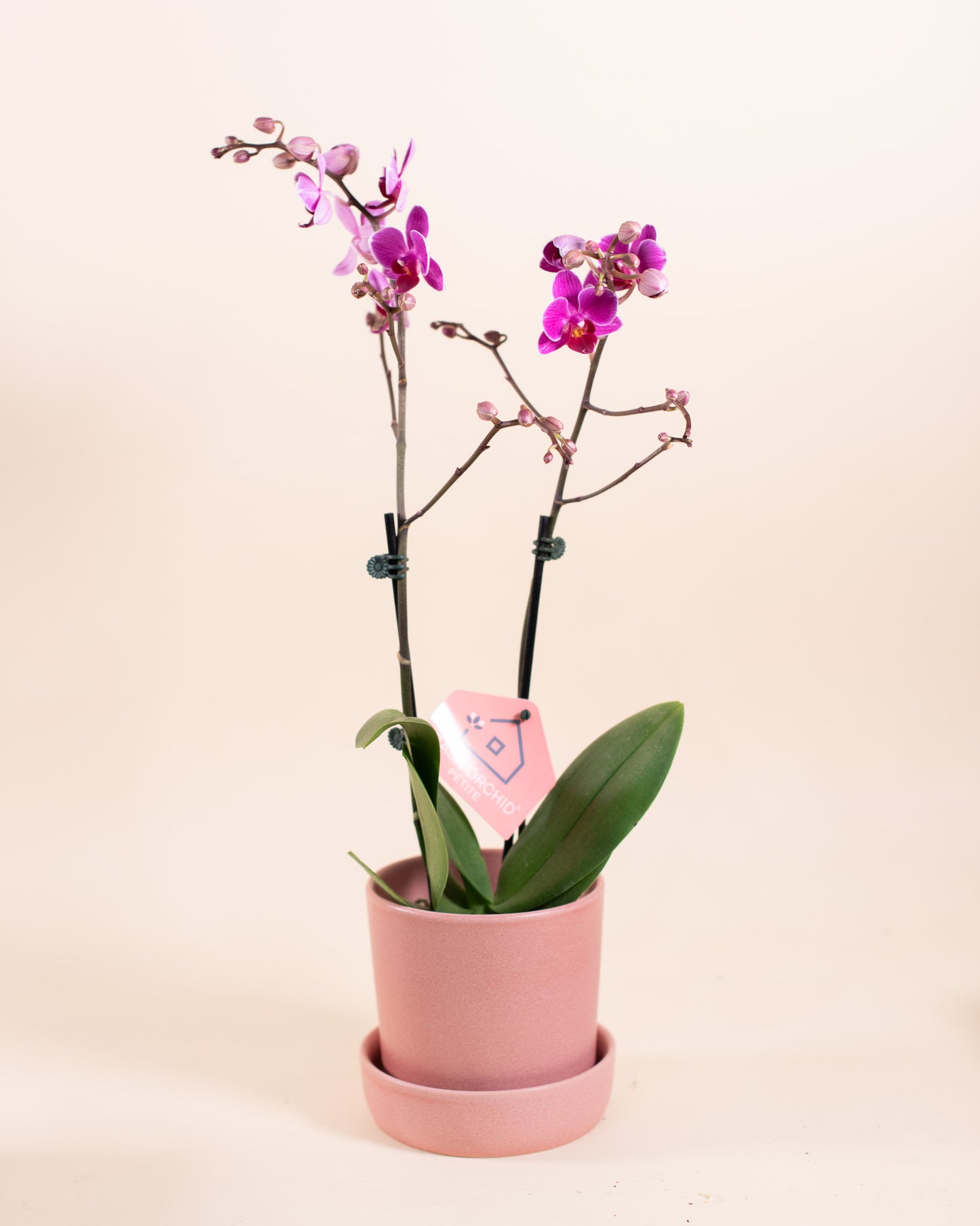 Mini Palaenopsis Orchid 3" Grower's Pot