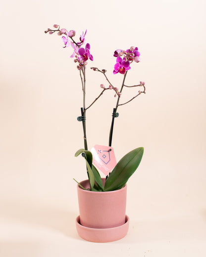 Mini Palaenopsis Orchid 3" Grower's Pot