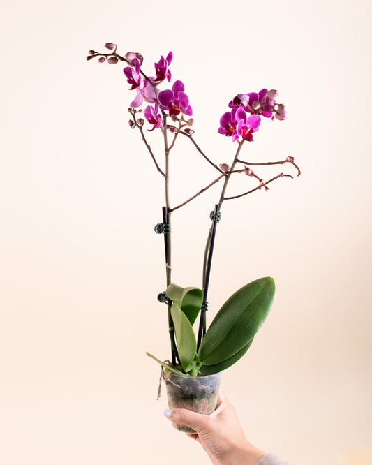 Mini Palaenopsis Orchid 3" Grower's Pot