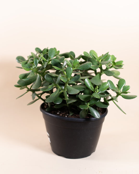 JADE PLANT 8" Grower's Pot