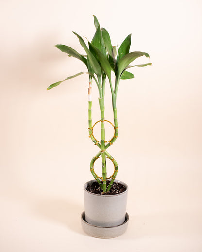 LUCKY BAMBOO FIGURE 8 5" Grower's Pot