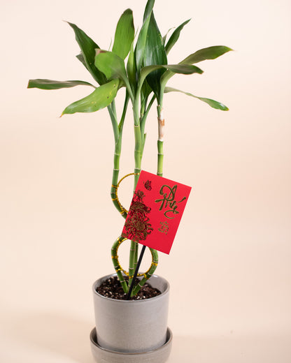 LUCKY BAMBOO FIGURE 8 5" Grower's Pot