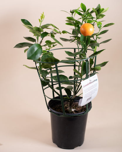 CALAMONDIN BUSH 6" Grower's Pot