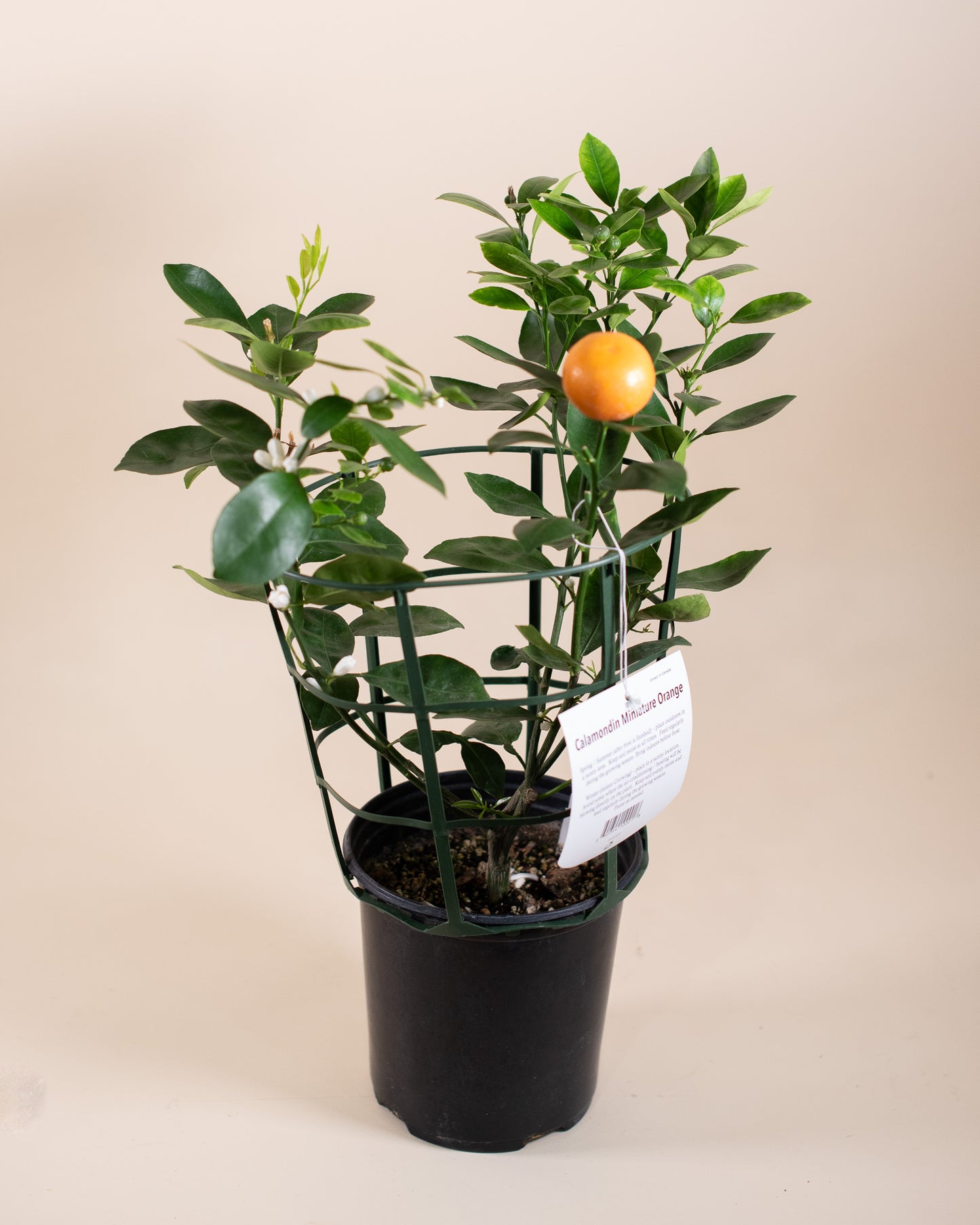 CALAMONDIN BUSH 6" Grower's Pot