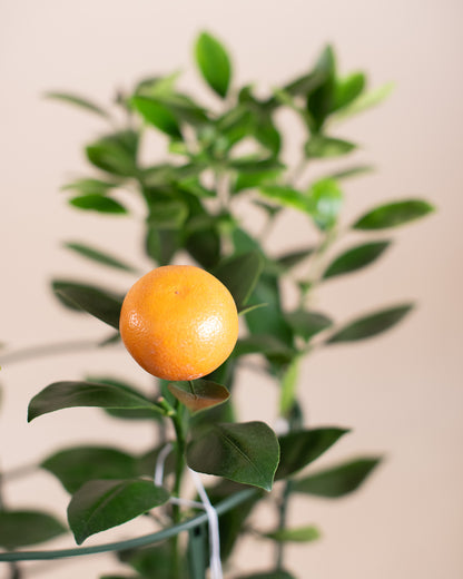 CALAMONDIN BUSH 6" Grower's Pot