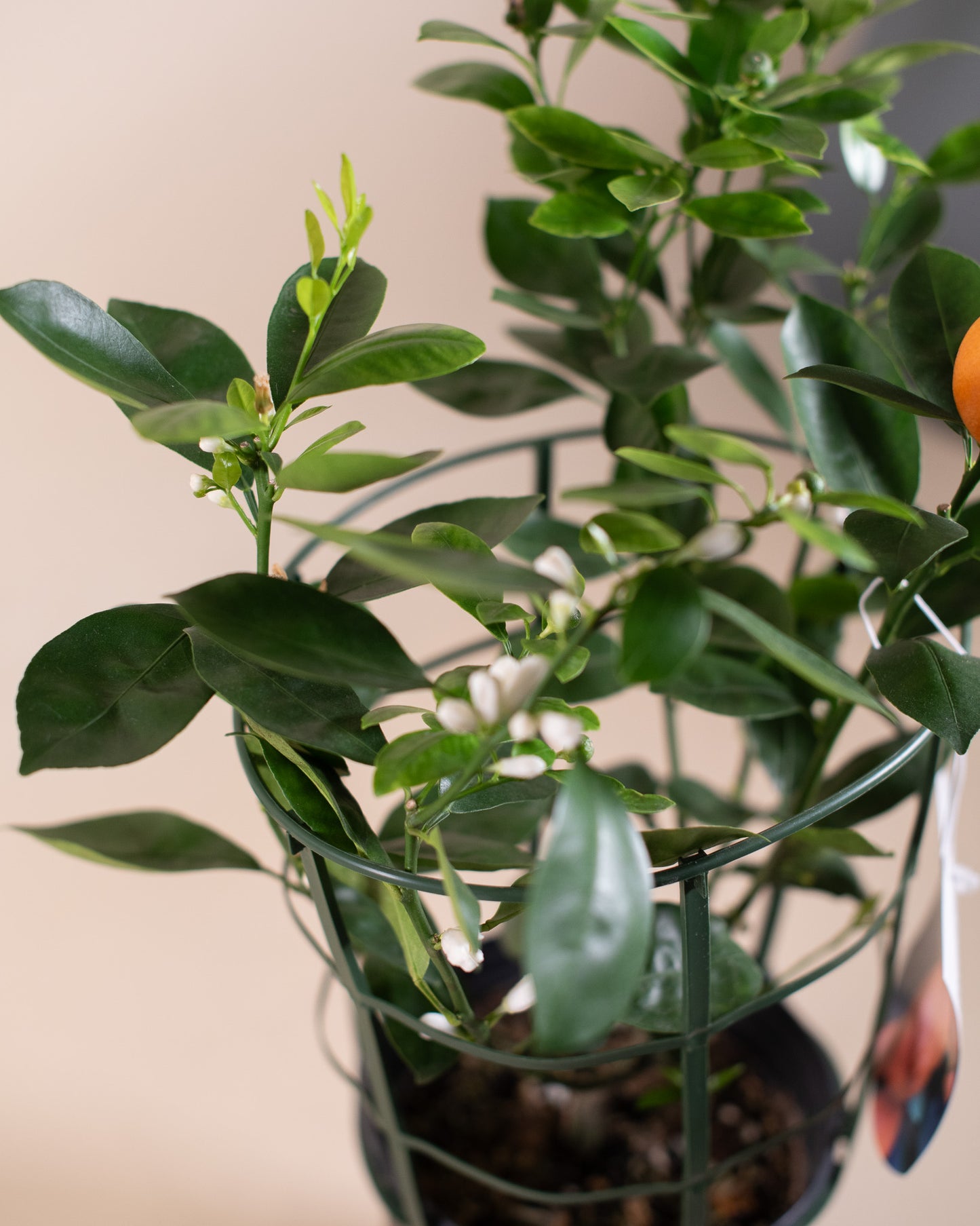 CALAMONDIN BUSH 6" Grower's Pot