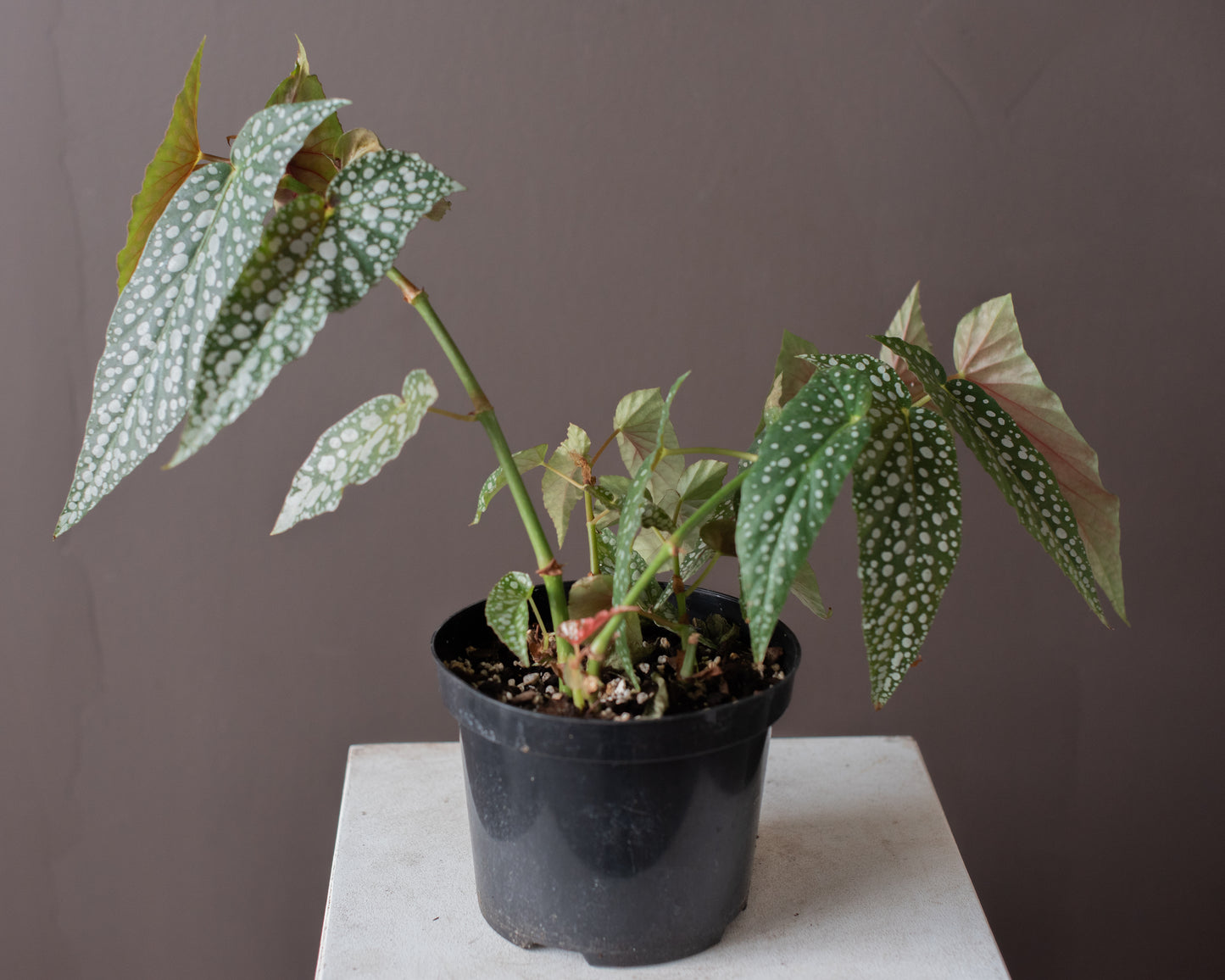 Potted Polka Dot Begonia (Begonia maculata), 9" or 5.5"