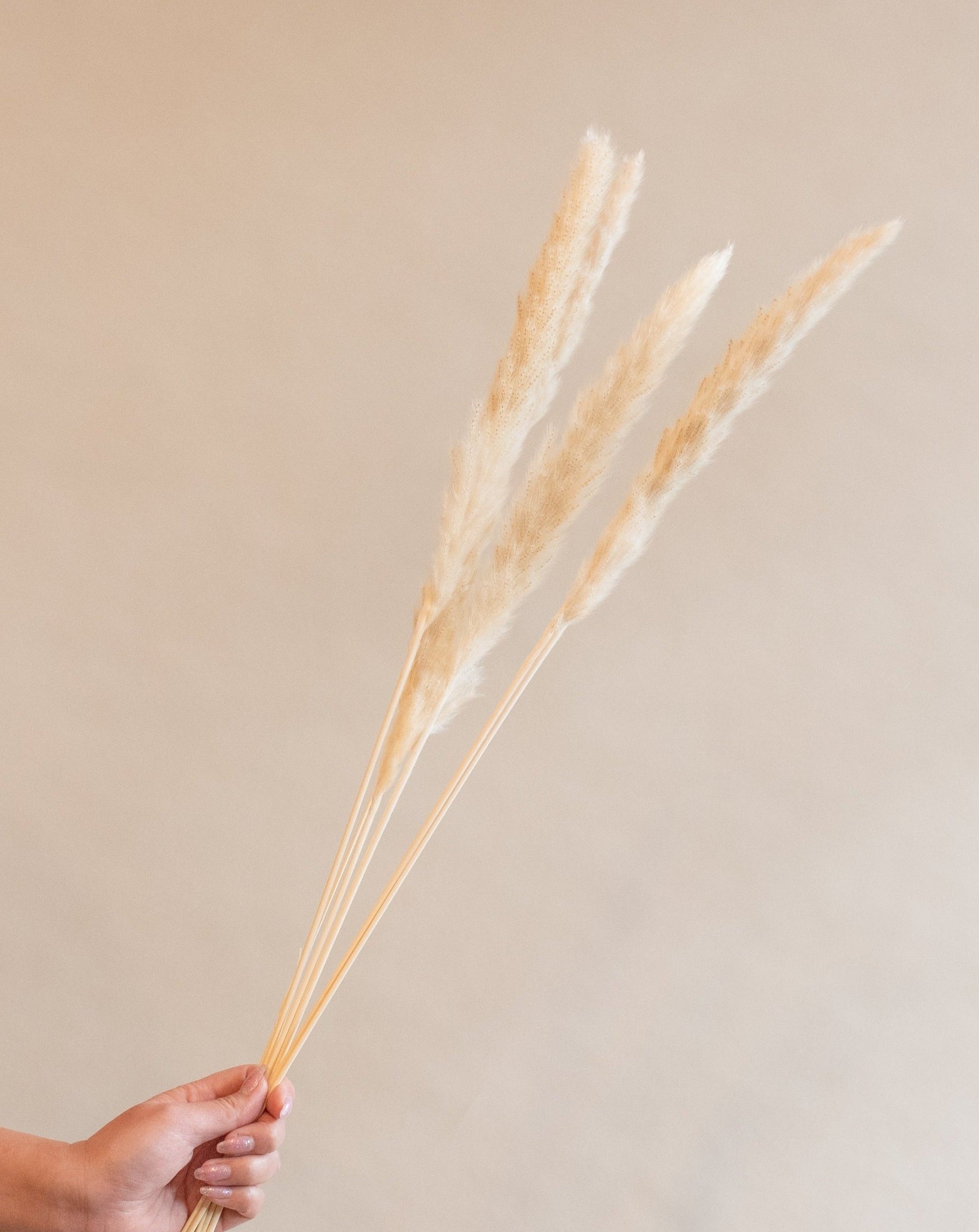 Mini Pampas Grass, Cream